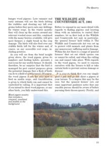 Pigeon Shooting Pigeon Shooting