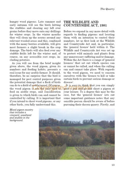 Pigeon Shooting