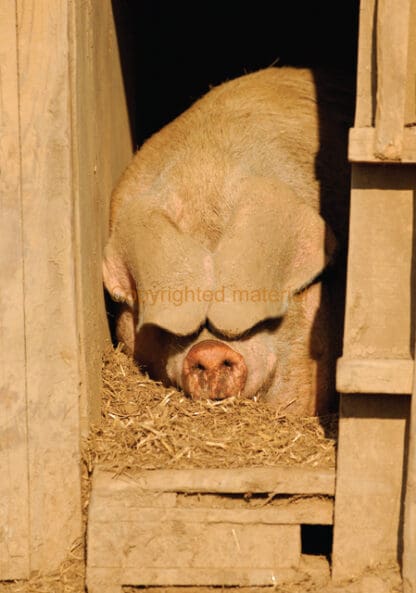 Pigs for the Freezer