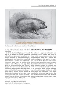 Pigs for the Freezer