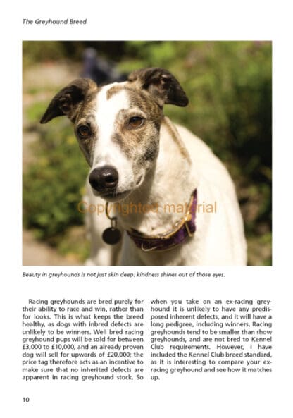 Retired Greyhounds