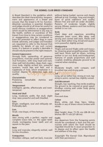 Retired Greyhounds Retired Greyhounds