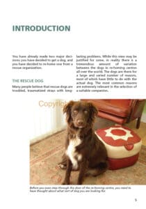 The Rescue Dog The Rescue Dog