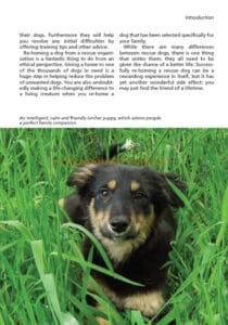 The Rescue Dog The Rescue Dog