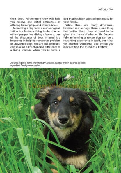 The Rescue Dog
