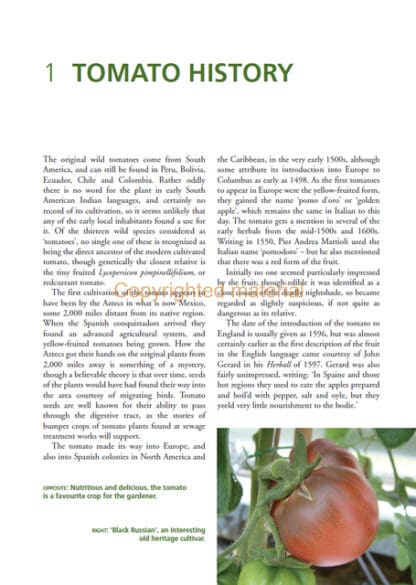 Tomatoes