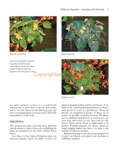 Tuberous Begonias Tuberous Begonias