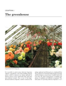 Tuberous Begonias Tuberous Begonias
