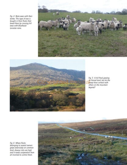 Sheep Health, Husbandry and Disease