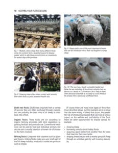 Sheep Health, Husbandry and Disease