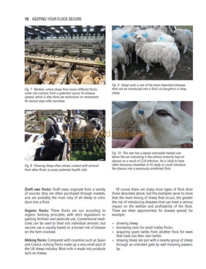 Sheep Health, Husbandry and Disease