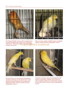 Keeping Canaries