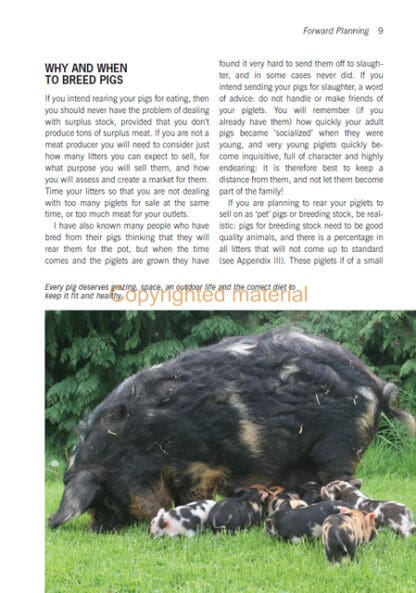 Small-scale Outdoor Pig Breeding