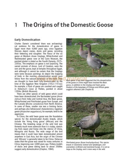 Keeping Geese