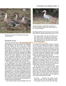 Keeping Geese Keeping Geese