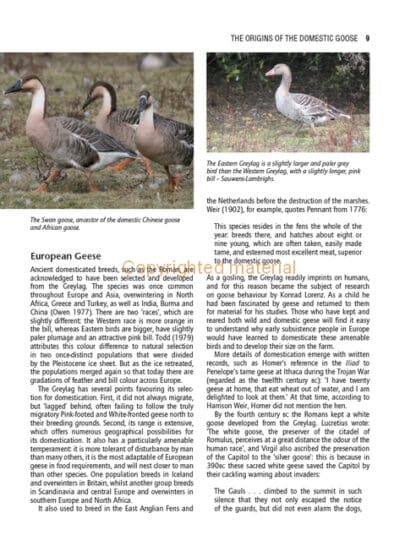 Keeping Geese