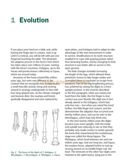 Understanding the Horse’s Feet