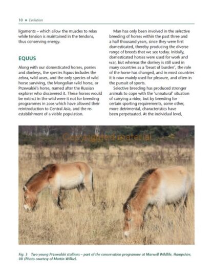 Understanding the Horse’s Feet