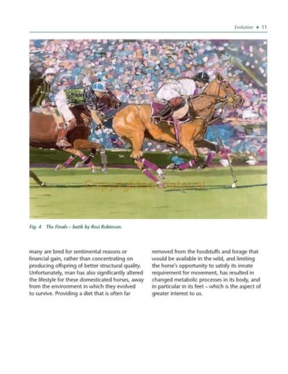 Understanding the Horse’s Feet