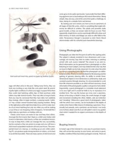 Drawing and Painting Insects Drawing and Painting Insects