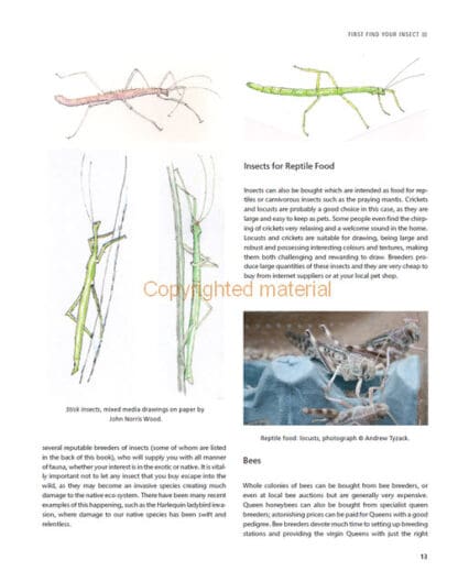 Drawing and Painting Insects