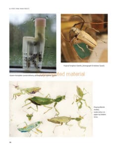 Drawing and Painting Insects Drawing and Painting Insects