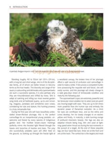 Sparrowhawks