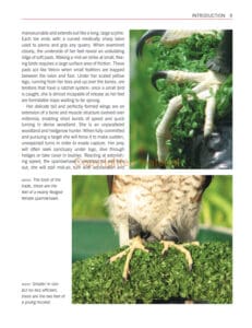 Sparrowhawks