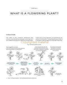 Understanding the Flowering Plants Understanding the Flowering Plants