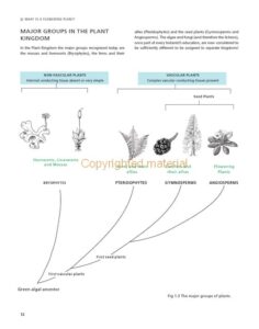 Understanding the Flowering Plants Understanding the Flowering Plants