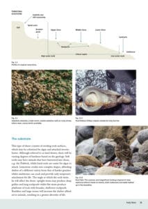 Seashores