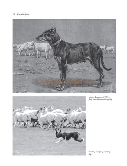 Dogs of the Shepherds
