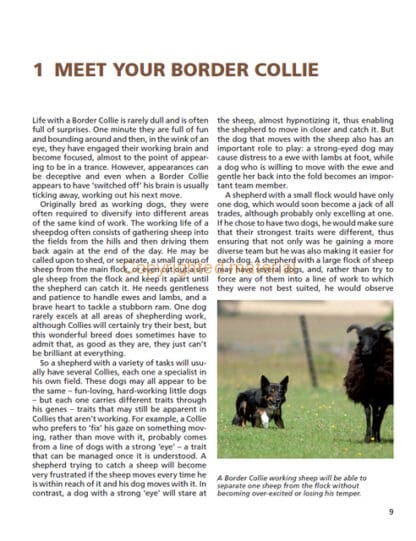 Barbara Sykes’ Training Border Collies