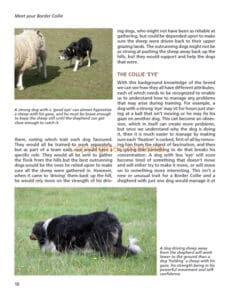 Barbara Sykes’ Training Border Collies Barbara Sykes’ Training Border Collies