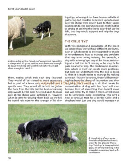 Barbara Sykes’ Training Border Collies