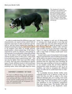 Barbara Sykes’ Training Border Collies Barbara Sykes’ Training Border Collies