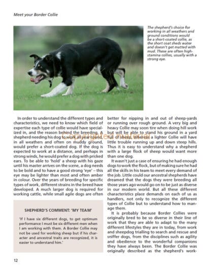 Barbara Sykes’ Training Border Collies