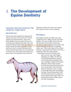 Understanding the Horse’s Teeth and Mouth