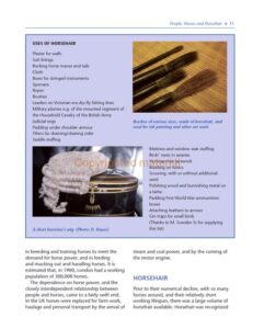 Understanding the Horse’s Skin and Coat
