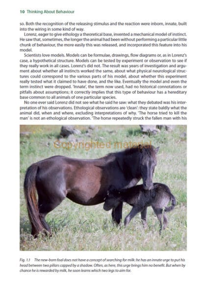Horses in Company