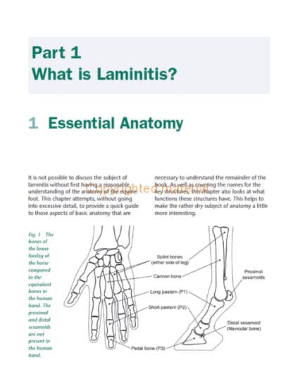 Laminitis