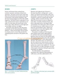 Laminitis Laminitis