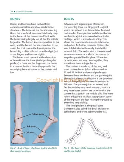 Laminitis