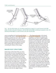Laminitis Laminitis