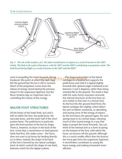 Laminitis