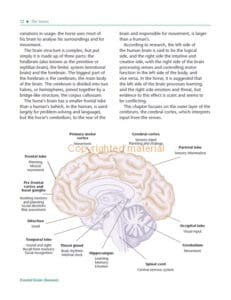 The Psychology of Horsemanship