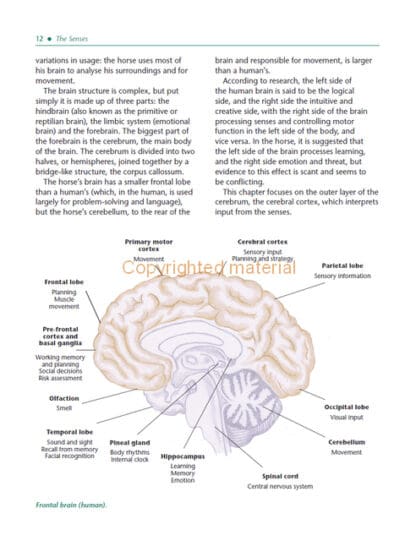 The Psychology of Horsemanship