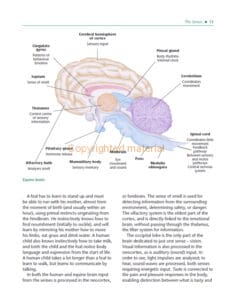 The Psychology of Horsemanship