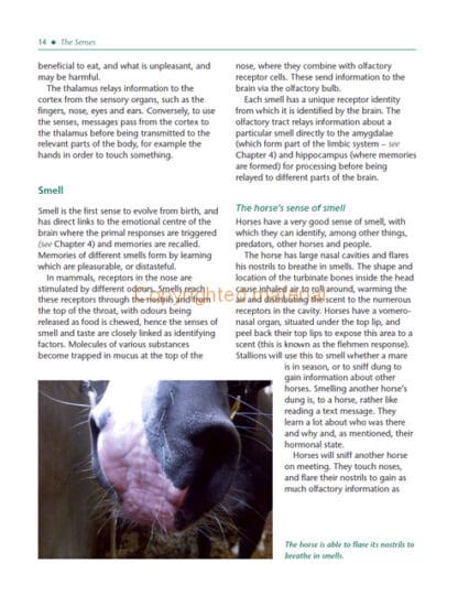 The Psychology of Horsemanship